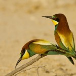 BirdLife International to spread its wings as it opens an office in Doha