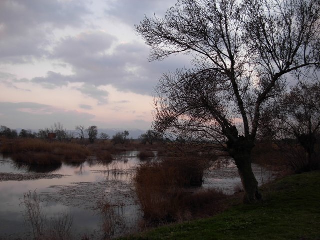 20,000 soaring birds pass over the marsh in both spring and autumn, including White Stork, White Pelican, Common Crane, and at least 31 species of raptor