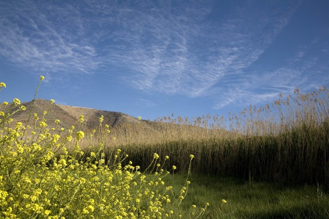 Spring flowers blossom next to marshland and Anti-Lebanon Mountain at Kfar Zabad Globally Important Birding Area in Bekka Valley region of Lebanon Monday April 28, 2008. In 2005, the Kfar Zabad wetlands earned Hima status through the collaboration of local municipality officials and landowners with SPNL and other organizations engaged in wildlife conservation and eco-tourism.