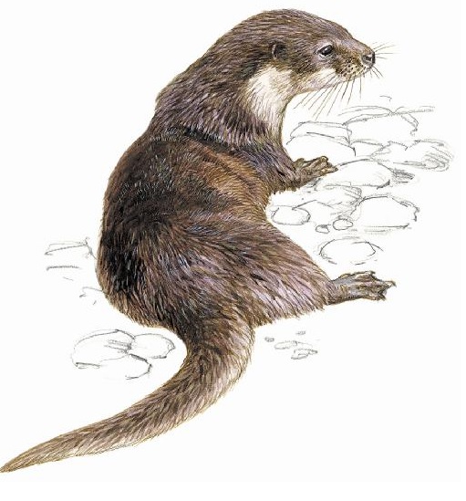 Common Otter pic 2