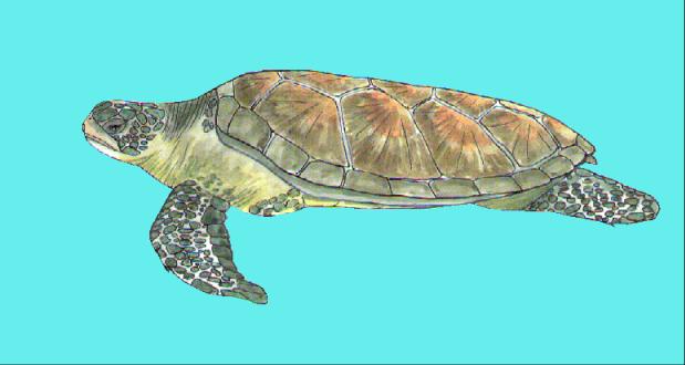 Copy of green turtle