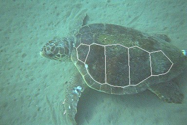 Copy of turtle 5