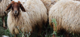 SPNL Embarks to Promote Sustainable Grazing in Lebanon