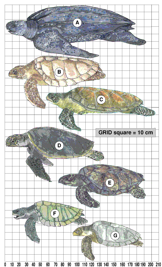 sea turtles society for the protection of nature in lebanon sea turtle size chart