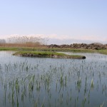 Let’s Protect Anjar-Kfar Zabad Wetland