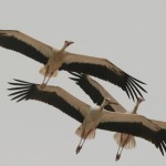 Storks