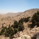 Hima Ma’abourAlAbyad in collaboration with local Jaafar Tribe to protect the Junipers