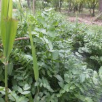 Kafarzabed Wetland Lebanon