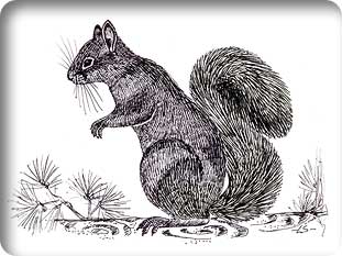 persiansquirrel2