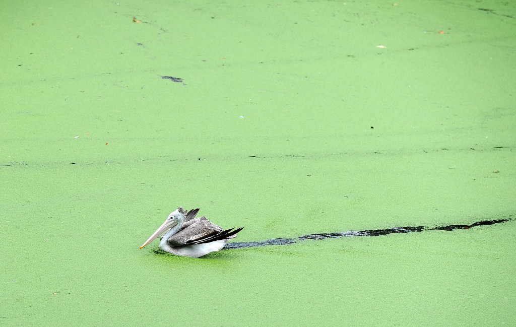SRI LANKA-NATURE-PELICAN