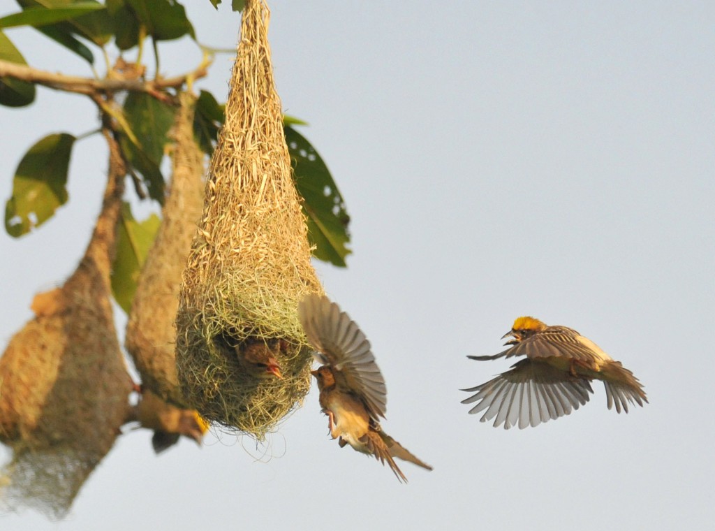INDIA-WILDLIFE-BIRD