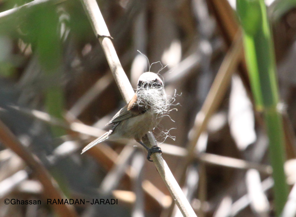 Penduline Tit