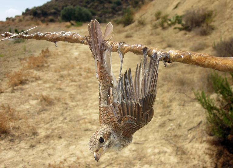 A red-backed shrike (Lanius Collurio) is seen being caught on a lime stick trap, in the Larnaca district of Cyprus, on September 27, 2013 (AFP Photo)