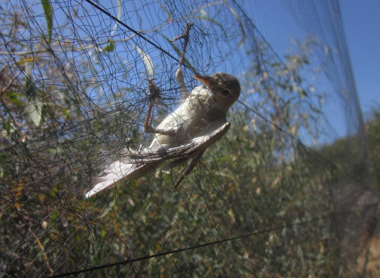 An olivaceous warbler is seen being caught in a mist net, in the Famagusta district of Cyprus, on April 16, 2014 (AFP Photo)