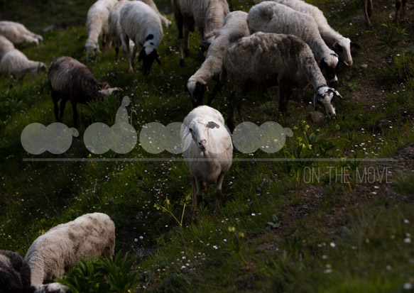 Image copyright Stamos Abatis, 2014