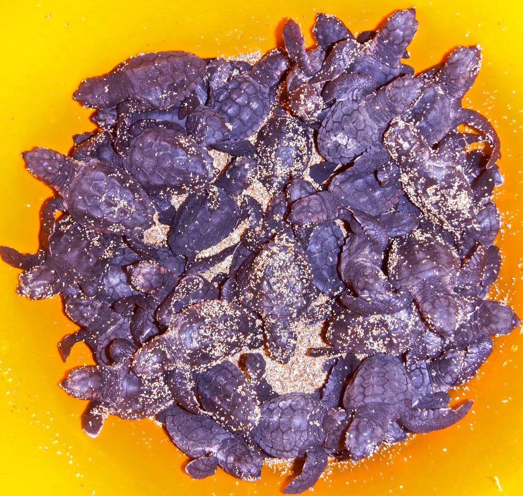 The end of this years turtle's season the last Caretta caretta nest is definitely going home . 6 September 2014