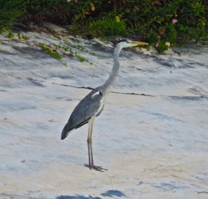 Great blue heron encountered near the turtles beach 