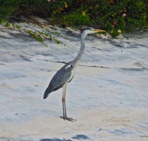 Great blue heron encountered near the turtles beach
