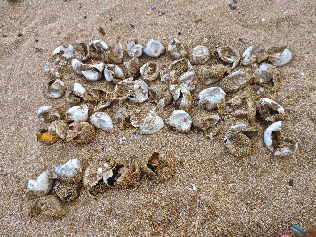 6 September 2014:  After sorting the 9th and the last Caretta nest they found : 11 unfertilized , 2 dead in with an embryo , 6 dead in and 41 successful hatchlings that will be released 