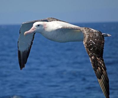 a wandering albatross above the ocean.