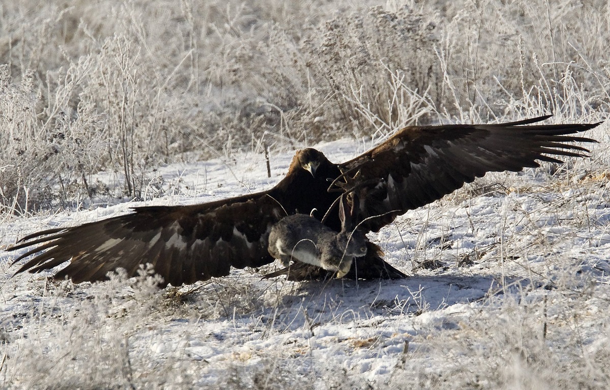 A tame golden eagle catches a rabbit during an annual hunting competition outside Almaty