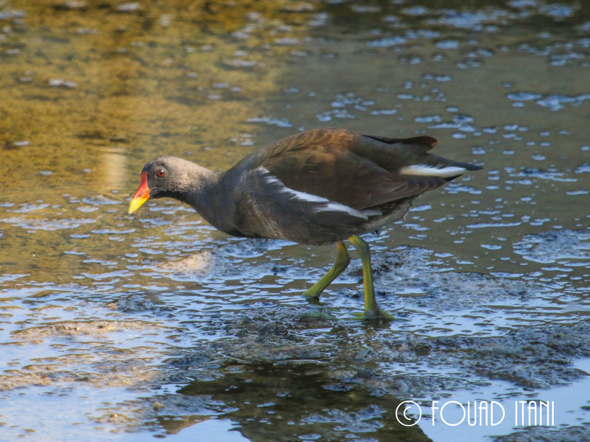 Common Moorhen