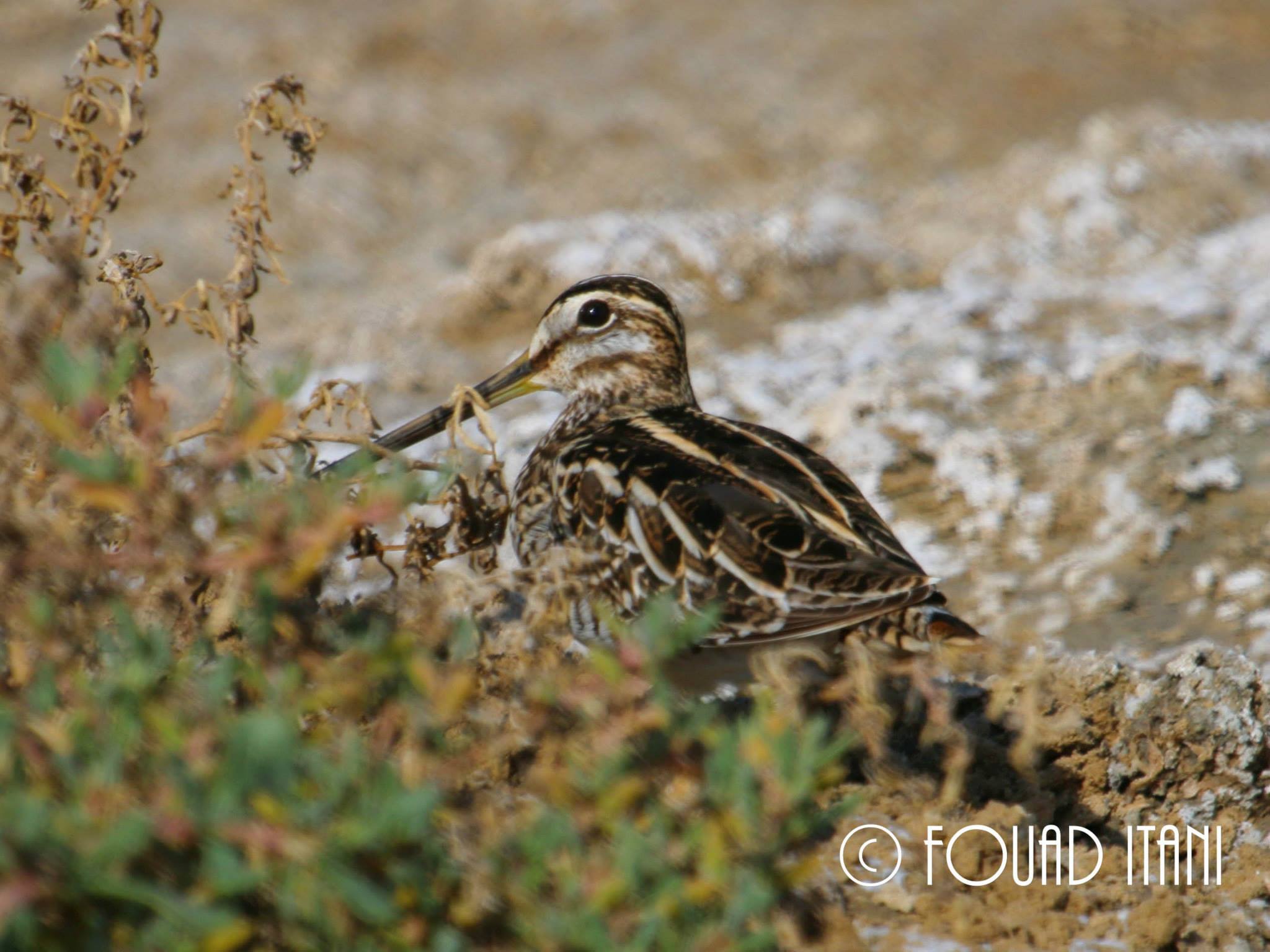 Common Snipe