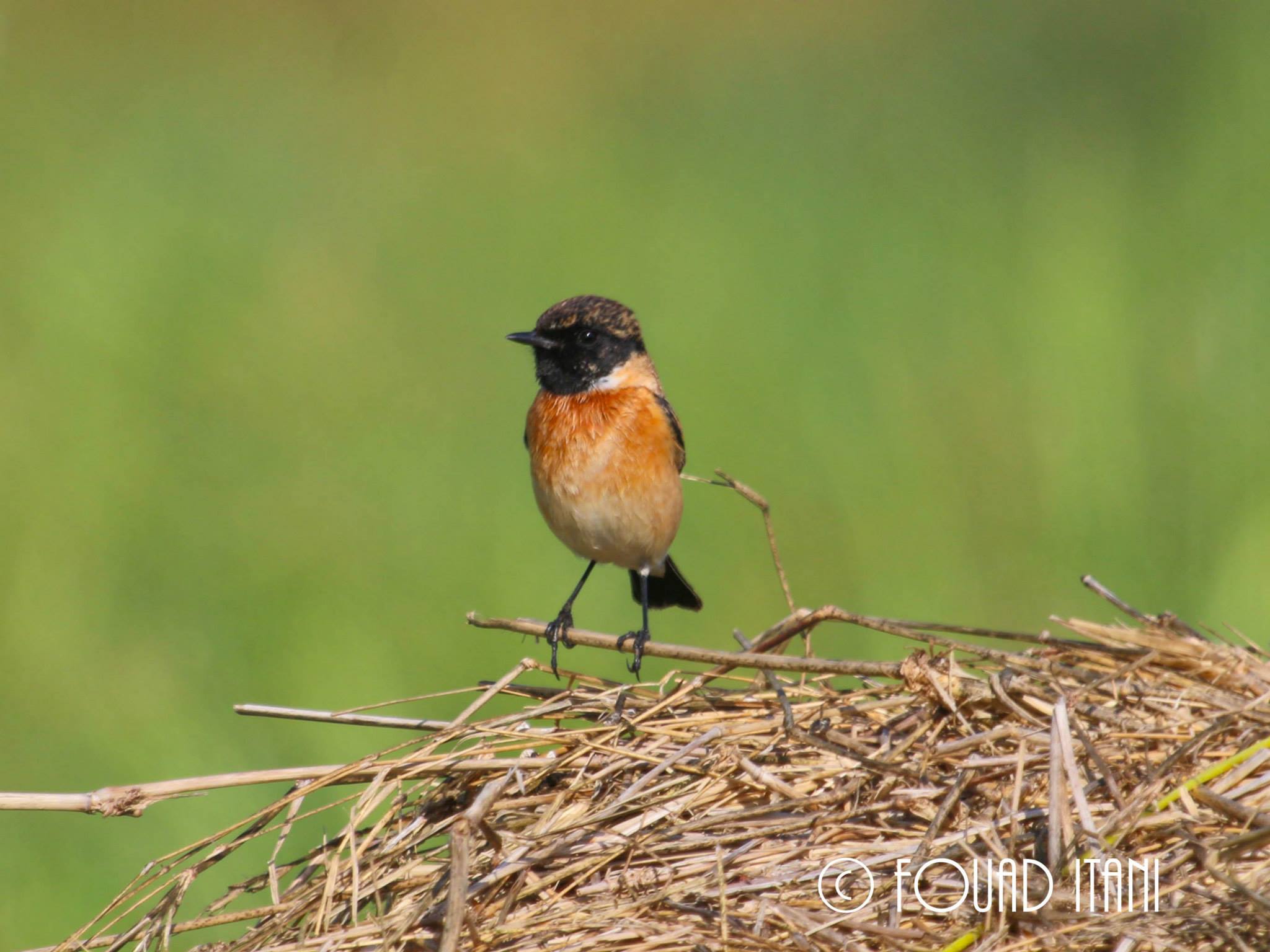 Common stonechat