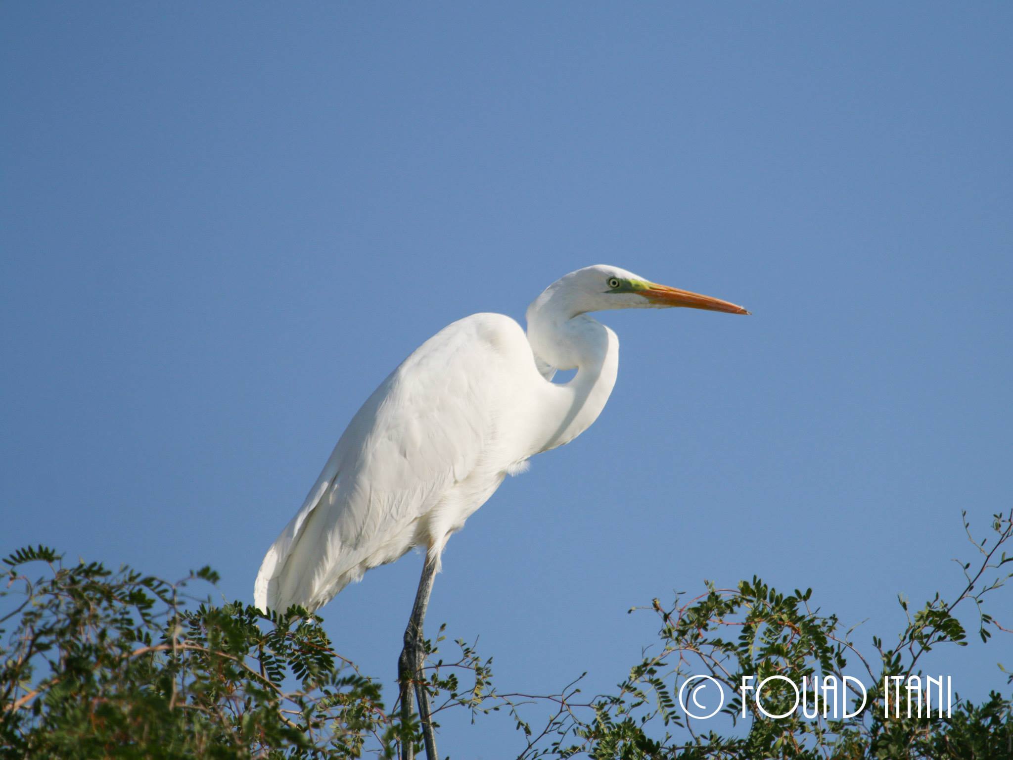 Great White Egret