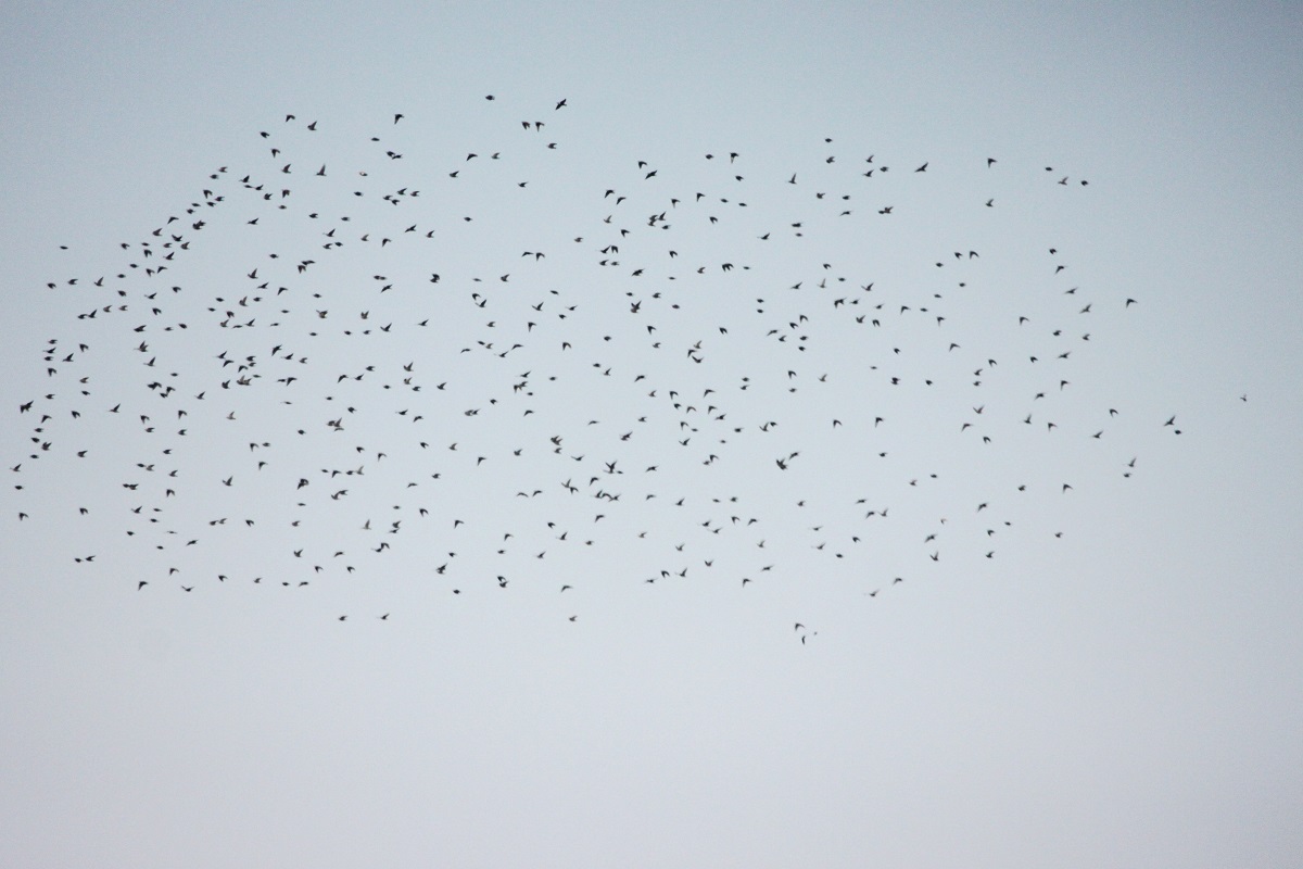 Starling-3
