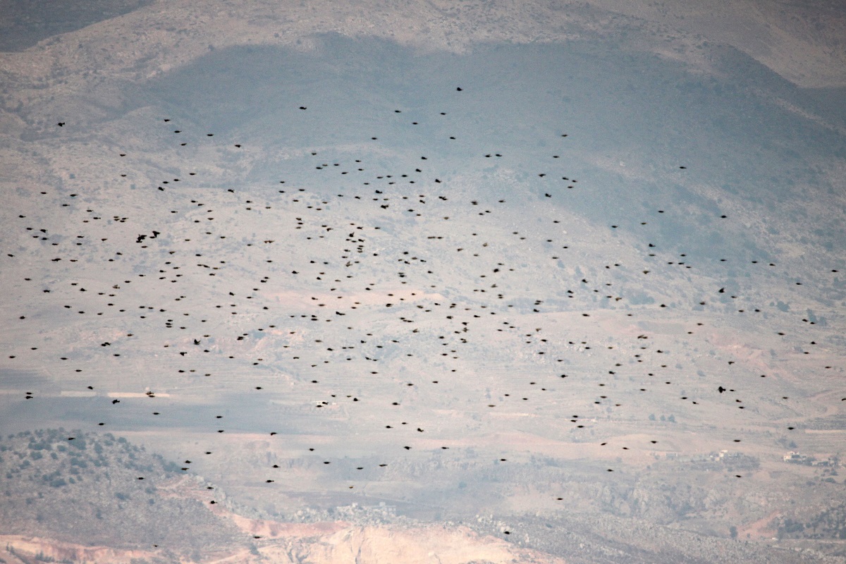 Starling-4
