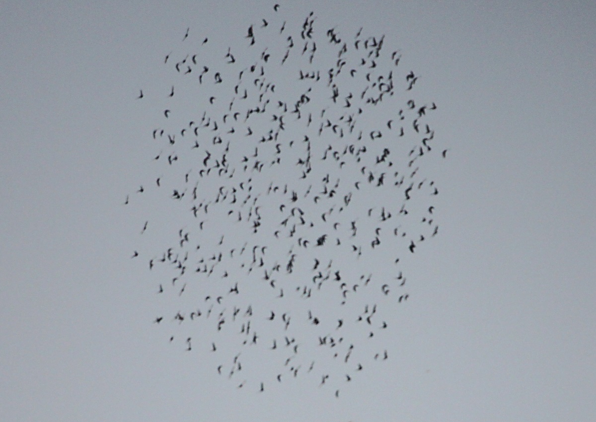 Starlings-2