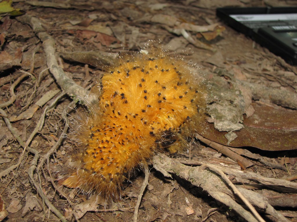 A Cinereous Mourner chicks, above, move their heads from side to side when disturbed like a caterpillar