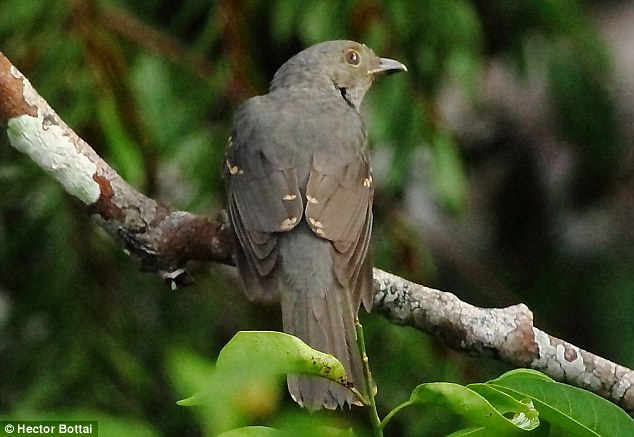 Adult Cinereous Mourner birds, like the one above, grow to around seven inches and have a drab grey colour