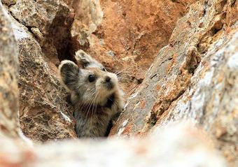 ili-pika3