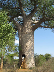 Baobab trees are naturally hollow inside to store water so many communities use these as water tanks in southwestern Madagascar. © Andry Petignat