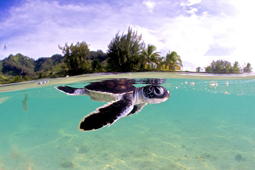 Hatchling green sea turtle (Chelonia mydas) at Moorea Island. © Rodolphe Holler