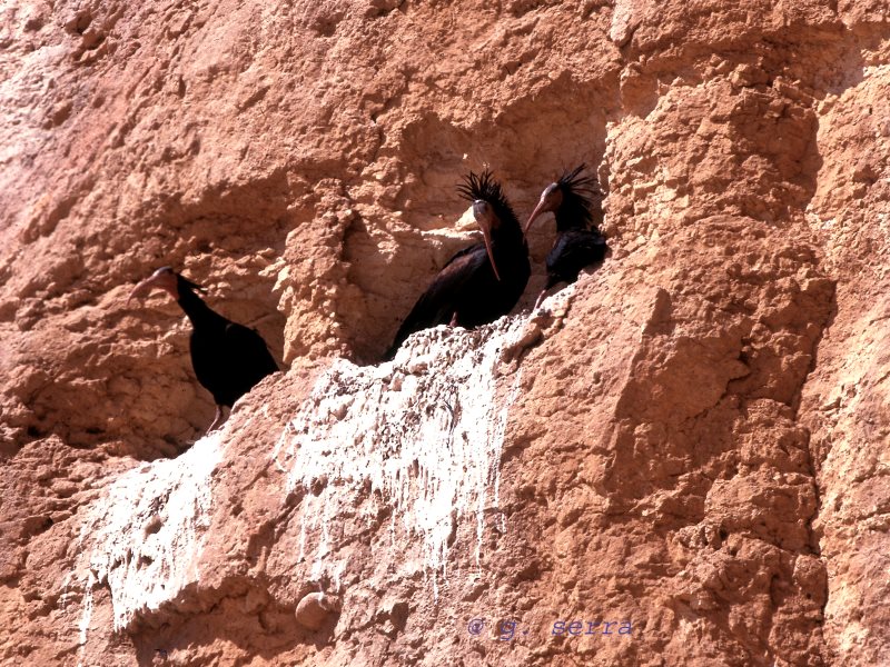 A pair of Northern Bald Ibis engaged in courtship at their nest in the Palmyra desert the year of the rediscovery (2002). Photo: Gianluca Serra.