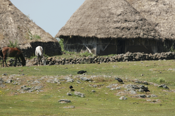 Bald ibis at Ethiopian wintering site (Gianluca Serra)