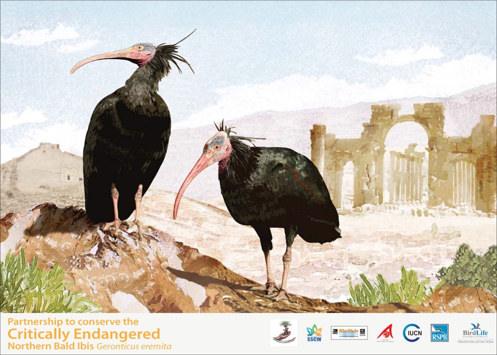 Our hope that the wild Zenobah will re appear again along others , as they did in 2002 , after being claimed extinct in 1940's