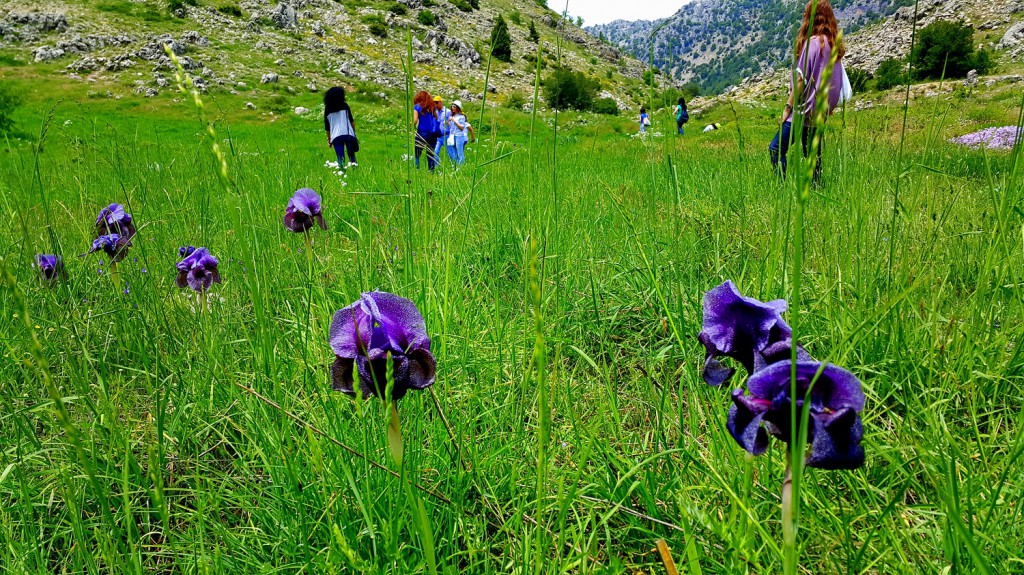 iris-sofrana-6