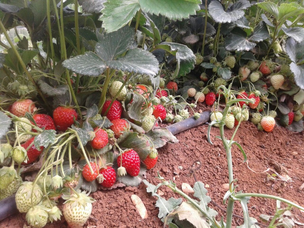 Hima Anjar organic strawberries (1)
