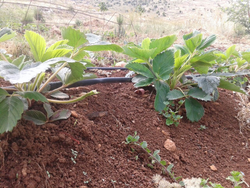 Hima Anjar organic strawberries (3)