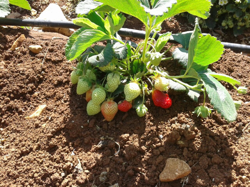 Hima Anjar organic strawberries (4)