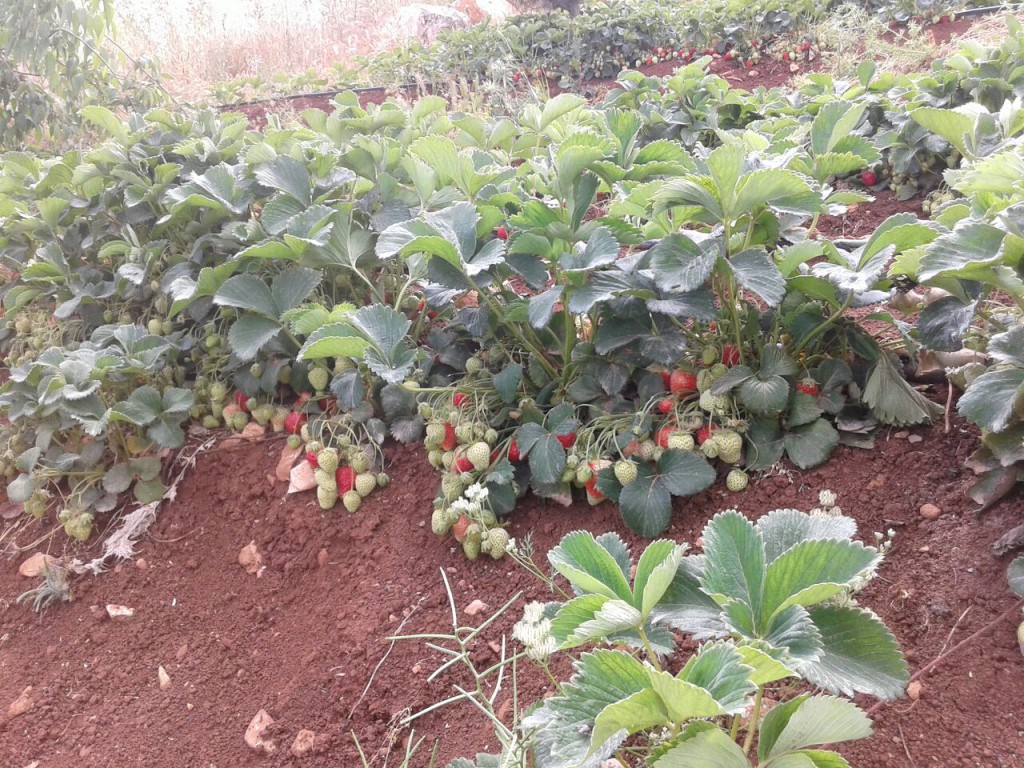 Hima Anjar organic strawberries (5)