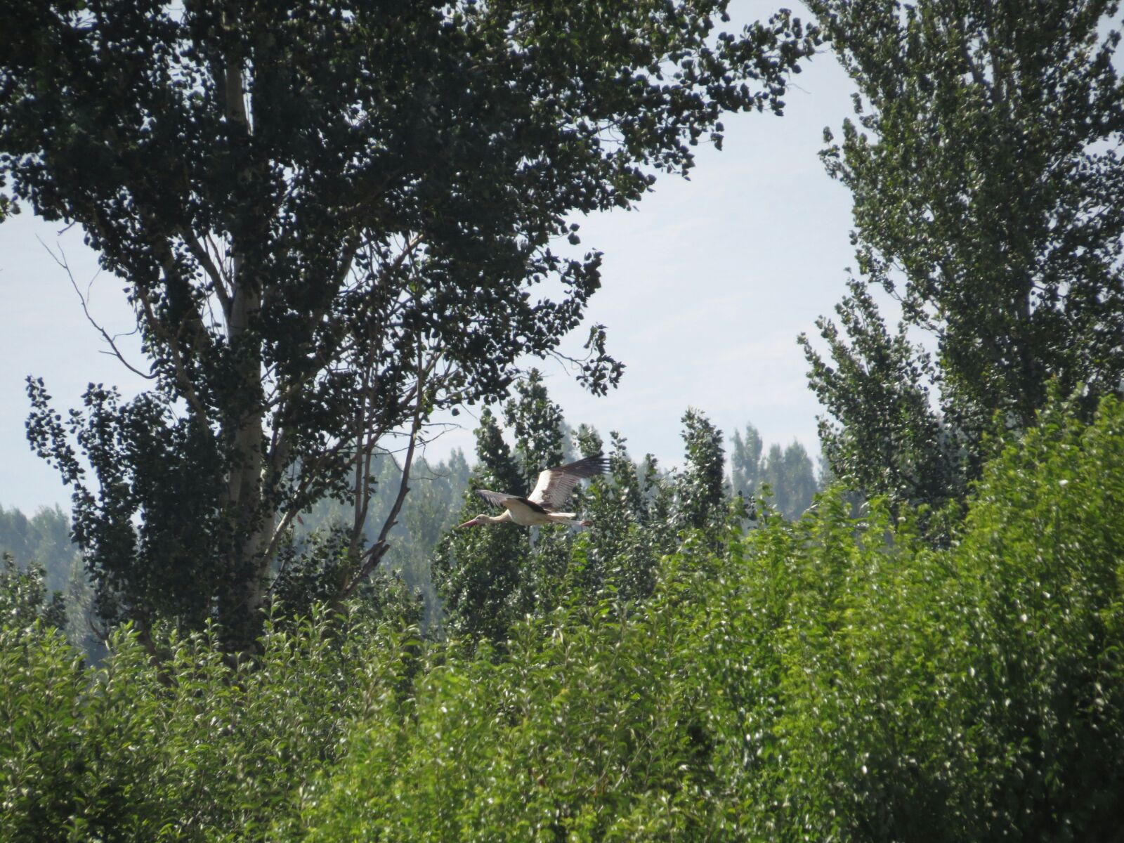 IMG_0637