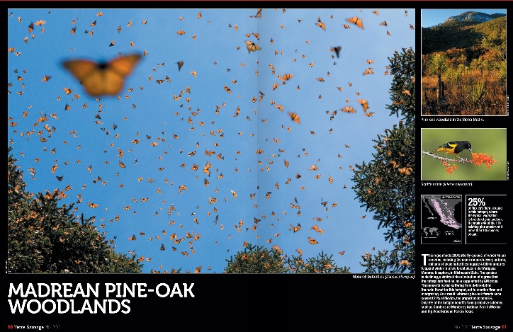 Pin OAK