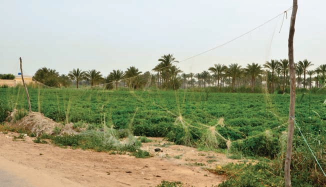 There are an estimated 700 km of mistnets erected along Egypt’s northern coast (Watter Al Bahry)