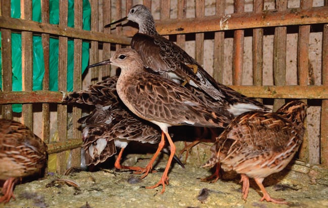 Waders and Quail await sale at an Egyptian market