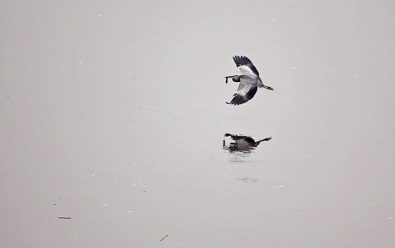 A heron holds its prey in its beak as it flies over the Mulde river in Golzern, eastern Germany, on October 9, 2015. AFP PHOTO / DPA / JAN WOITAS